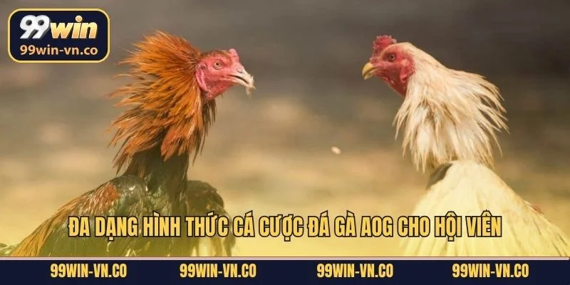 Đa dạng hình thức cá cược đá gà AOG cho hội viên