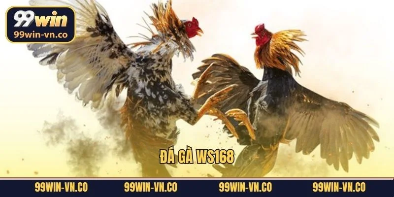 Đá Gà WS168