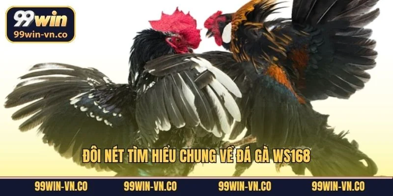 Đôi nét tìm hiểu chung về đá gà WS168