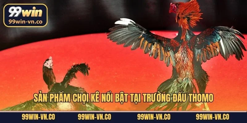 Thomo Đá Gà – Theo Dõi Những Trận Đấu Mãn Nhãn Tại 99Win 4 Sản phẩm chọi kê nổi bật tại trường đấu Thomo