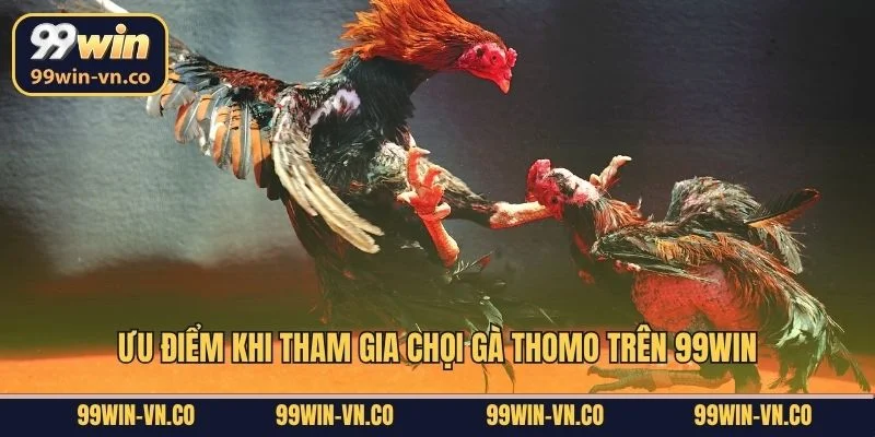 Thomo Đá Gà – Theo Dõi Những Trận Đấu Mãn Nhãn Tại 99Win 3 Ưu điểm khi tham gia chọi gà Thomo trên 99Win