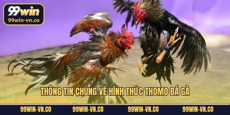 Thomo Đá Gà – Theo Dõi Những Trận Đấu Mãn Nhãn Tại 99Win 2 Thông tin chung về hình thức Thomo đá gà