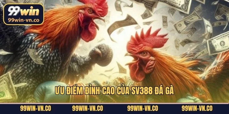 Ưu điểm đỉnh cao của SV388 đá gà
