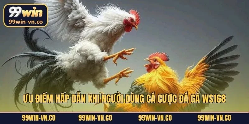 Ưu điểm hấp dẫn khi người dùng cá cược đá gà WS168