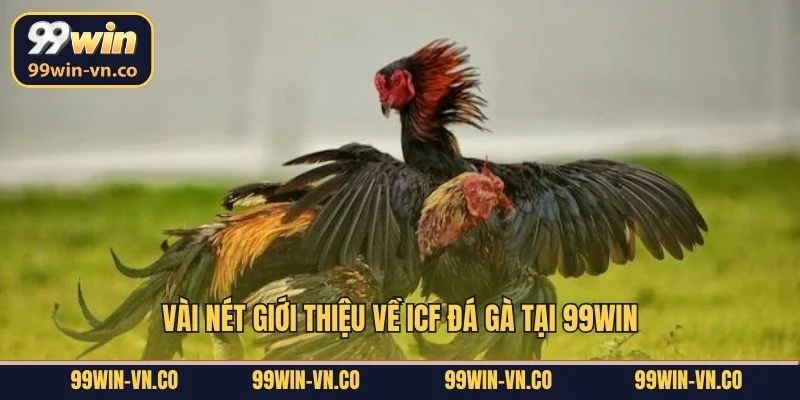 Vài nét giới thiệu về ICF đá gà tại 99Win